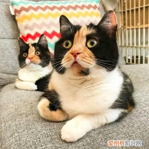 猫奴必懂的104个猫知识pdf，资深猫奴鉴别考试来了！你敢挑战吗？这些题全答对才算牛！