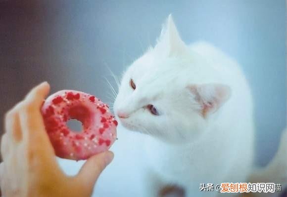 猫奴必懂的104个猫知识pdf，资深猫奴鉴别考试来了！你敢挑战吗？这些题全答对才算牛！