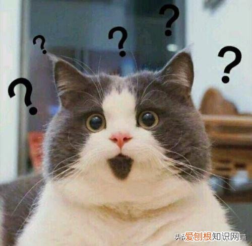 猫奴必懂的104个猫知识pdf，资深猫奴鉴别考试来了！你敢挑战吗？这些题全答对才算牛！