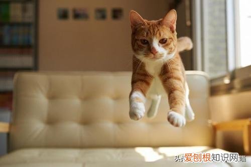猫奴必懂的104个猫知识pdf，资深猫奴鉴别考试来了！你敢挑战吗？这些题全答对才算牛！