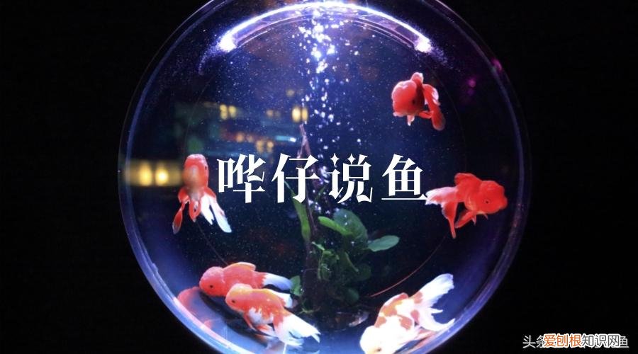 评价一种鱼作为养殖对象的渔业品质高低的标准有哪些,宠物鱼新手高考啦!这十道题,答对三题,你就晋升为养鱼高手啦!