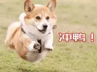 如果狗狗也要参加高考,会有哪些问题,如果狗狗也要参加高考,会有哪些题目?