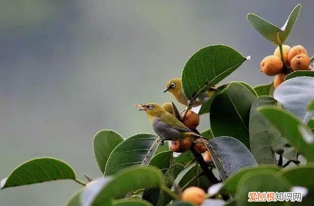 养花是一种心灵的寄托,这18种花,古代人家里都爱养,也是寄托了对生活的期望!
