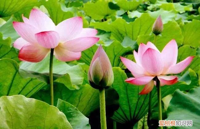 养花是一种心灵的寄托,这18种花,古代人家里都爱养,也是寄托了对生活的期望!