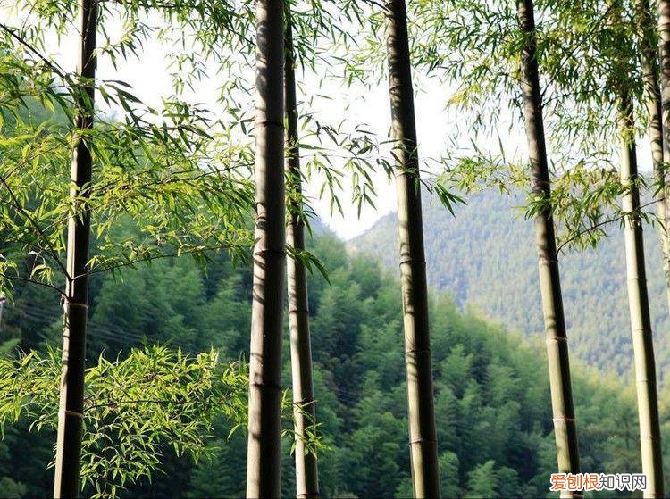 养花是一种心灵的寄托,这18种花,古代人家里都爱养,也是寄托了对生活的期望!