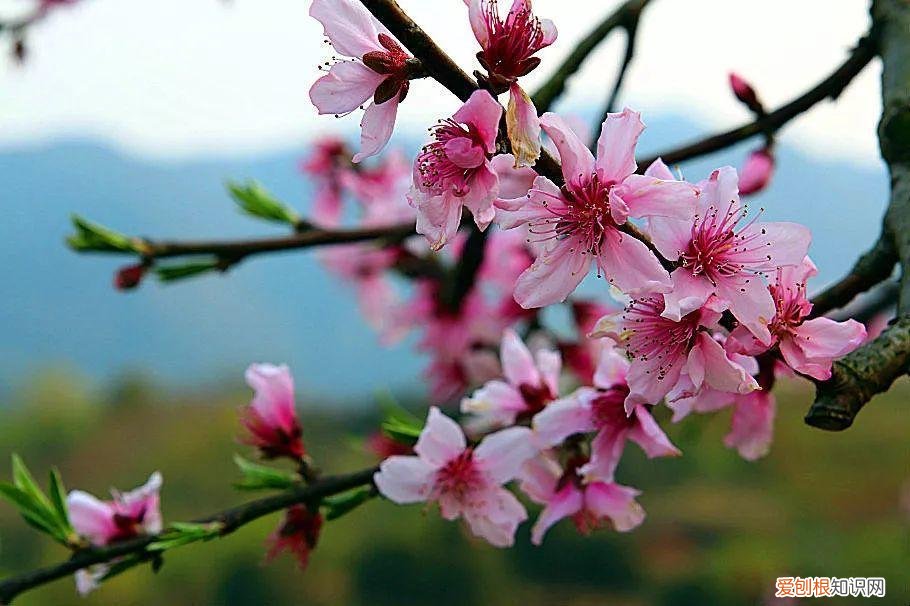 养花是一种心灵的寄托,这18种花,古代人家里都爱养,也是寄托了对生活的期望!