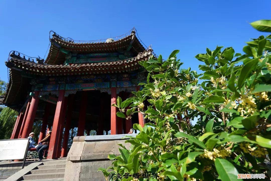 养花是一种心灵的寄托,这18种花,古代人家里都爱养,也是寄托了对生活的期望!
