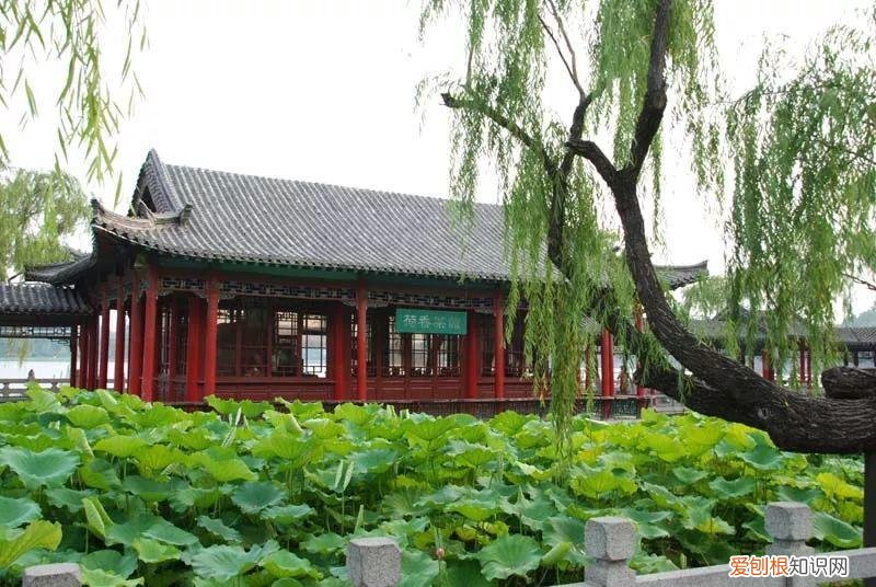 养花是一种心灵的寄托,这18种花,古代人家里都爱养,也是寄托了对生活的期望!
