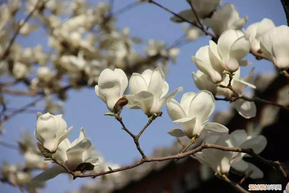 养花是一种心灵的寄托,这18种花,古代人家里都爱养,也是寄托了对生活的期望!