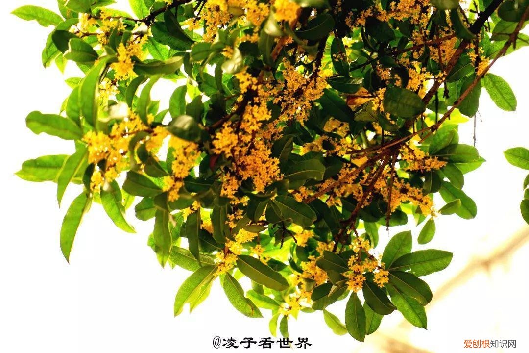 养花是一种心灵的寄托,这18种花,古代人家里都爱养,也是寄托了对生活的期望!
