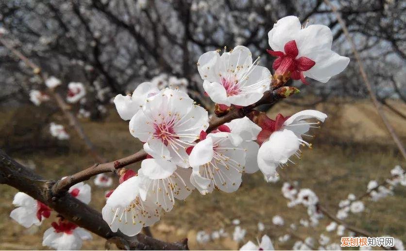 养花是一种心灵的寄托,这18种花,古代人家里都爱养,也是寄托了对生活的期望!