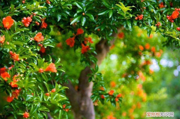 养花是一种心灵的寄托,这18种花,古代人家里都爱养,也是寄托了对生活的期望!