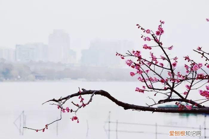 养花是一种心灵的寄托,这18种花,古代人家里都爱养,也是寄托了对生活的期望!