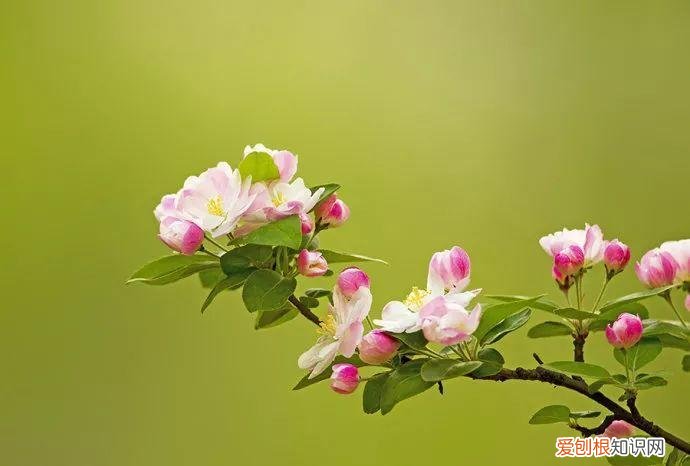 养花是一种心灵的寄托,这18种花,古代人家里都爱养,也是寄托了对生活的期望!