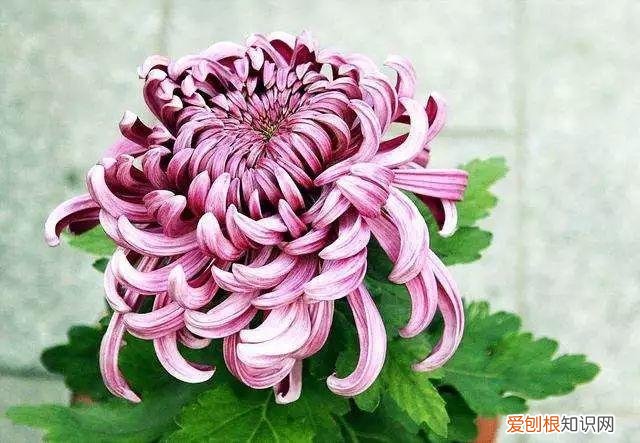 养花是一种心灵的寄托,这18种花,古代人家里都爱养,也是寄托了对生活的期望!