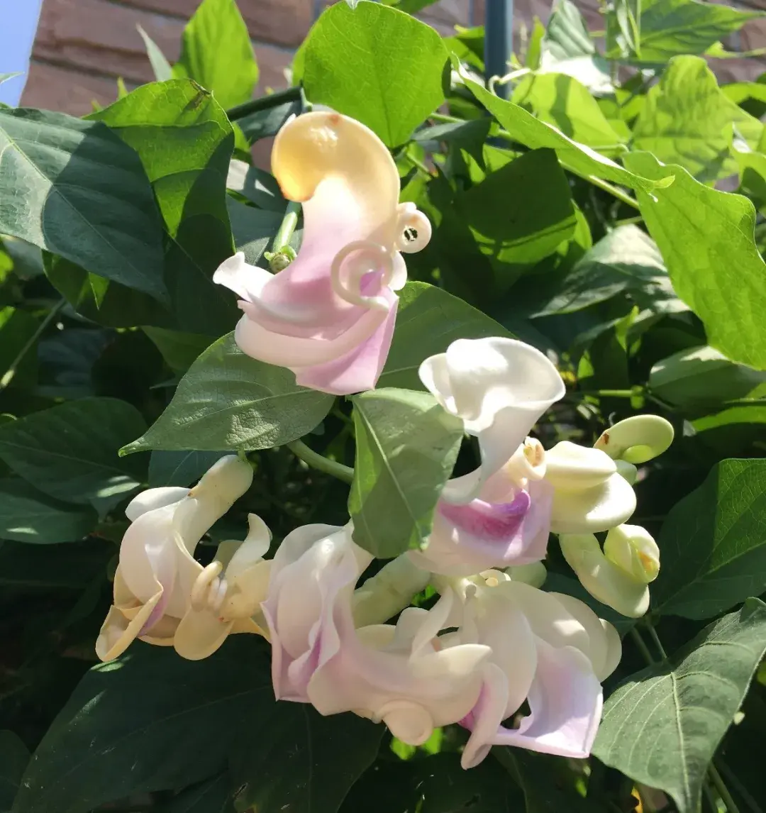 养花是一种情趣作文400字,18种小众花,有趣的人都在养,开花绝对惊艳!