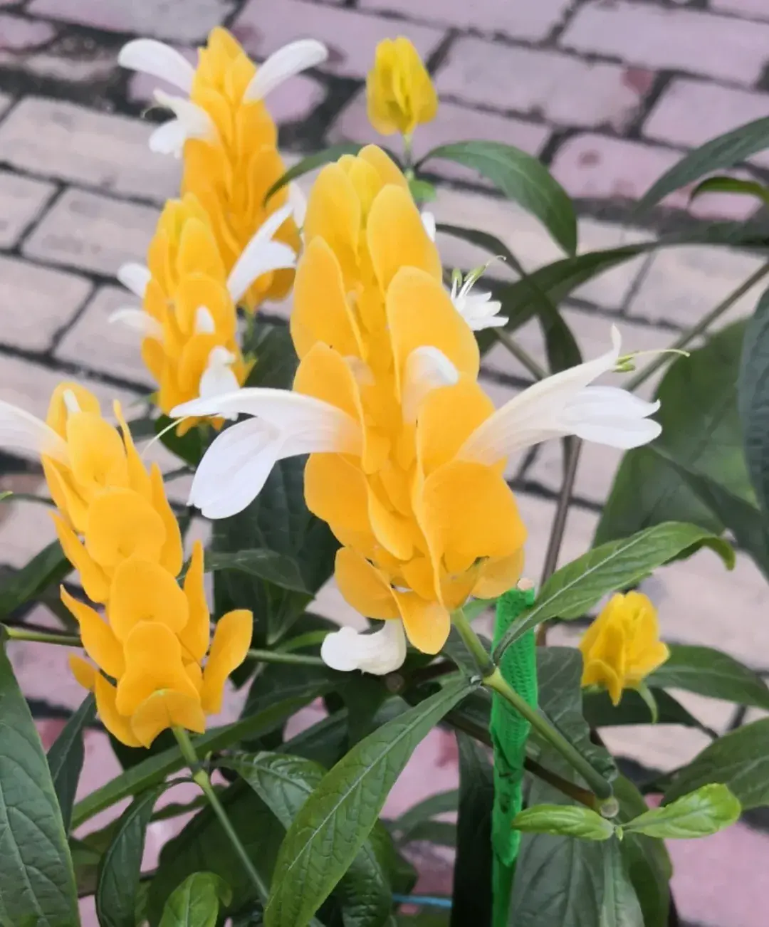 养花是一种情趣作文400字,18种小众花,有趣的人都在养,开花绝对惊艳!
