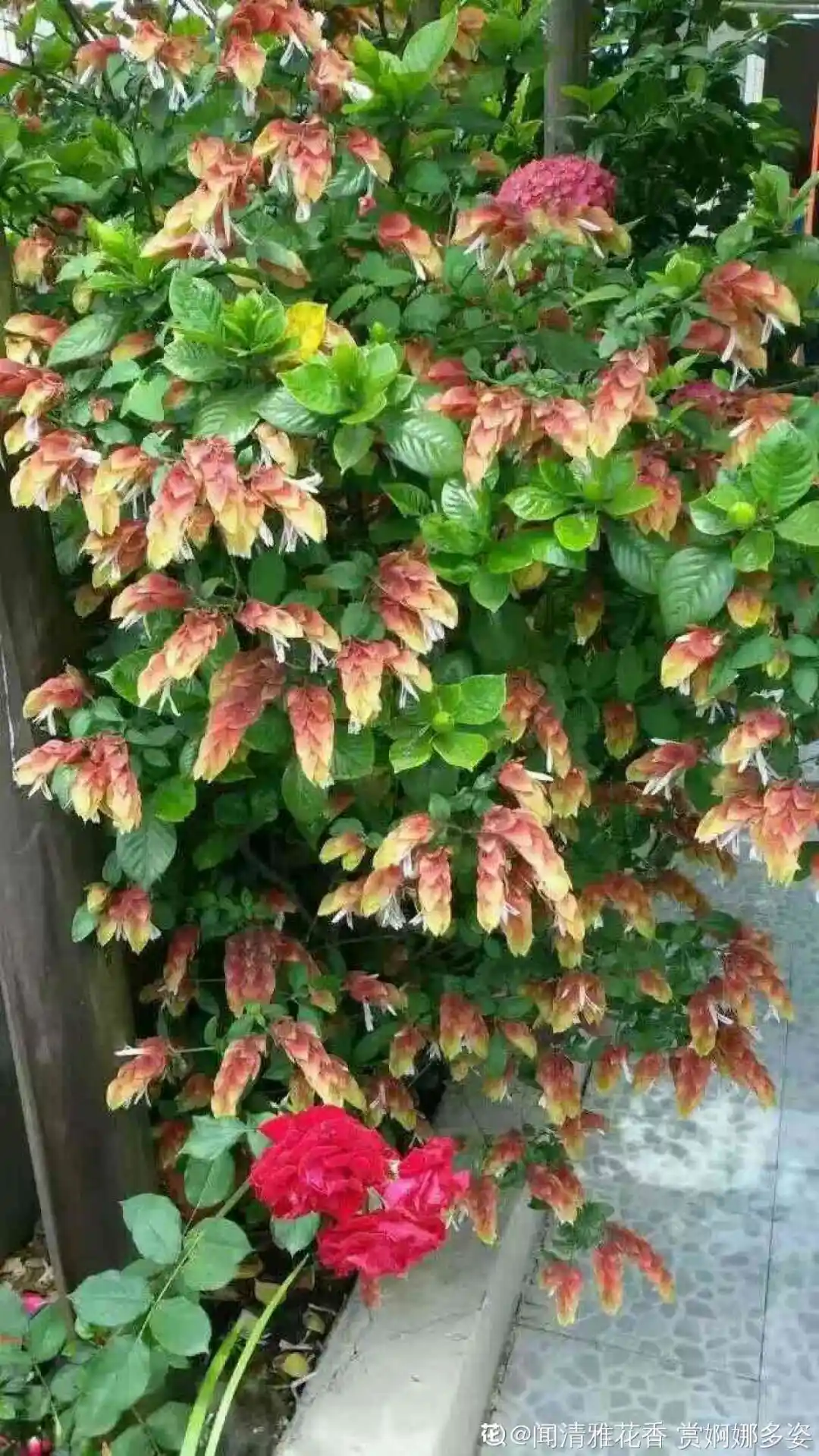 养花是一种情趣作文400字,18种小众花,有趣的人都在养,开花绝对惊艳!