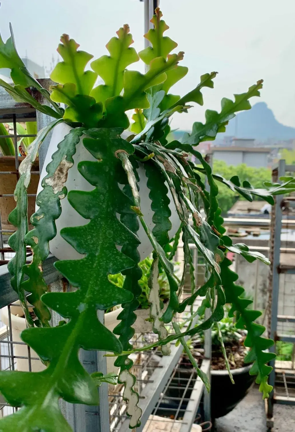 养花是一种情趣作文400字,18种小众花,有趣的人都在养,开花绝对惊艳!