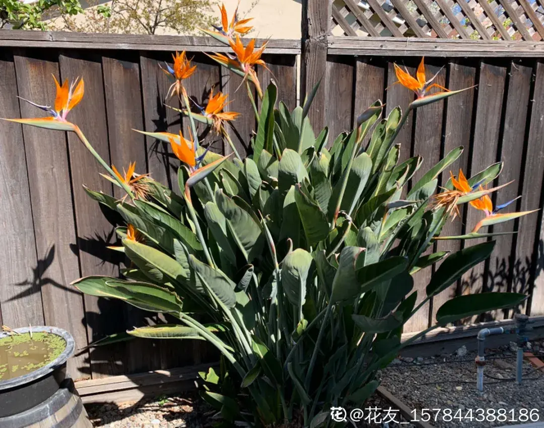 养花是一种情趣作文400字,18种小众花,有趣的人都在养,开花绝对惊艳!