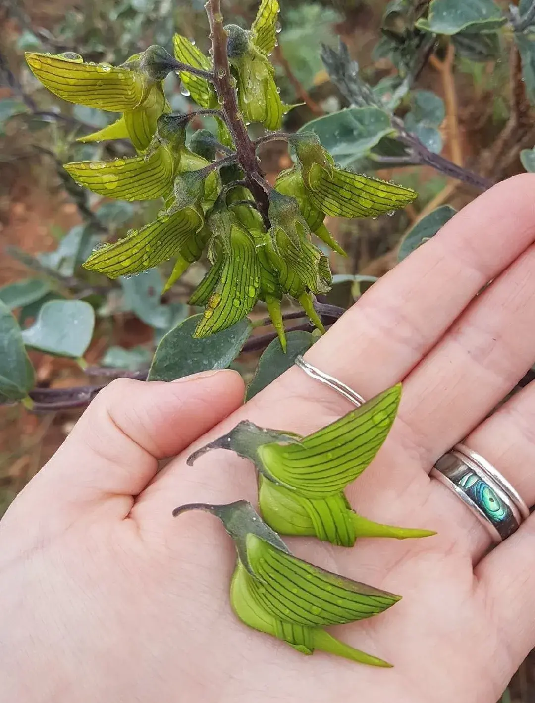 养花是一种情趣作文400字,18种小众花,有趣的人都在养,开花绝对惊艳!