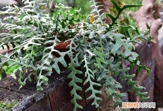 养花是一种情趣作文400字,18种小众花,有趣的人都在养,开花绝对惊艳!