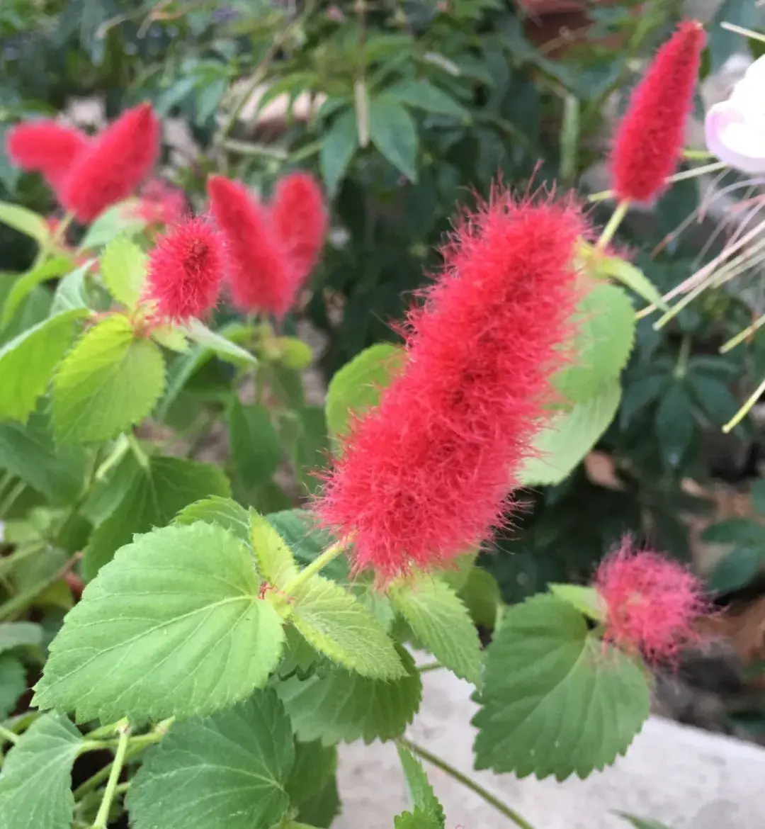 养花是一种情趣作文400字,18种小众花,有趣的人都在养,开花绝对惊艳!