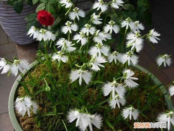 养花是一种情趣作文400字,18种小众花,有趣的人都在养,开花绝对惊艳!