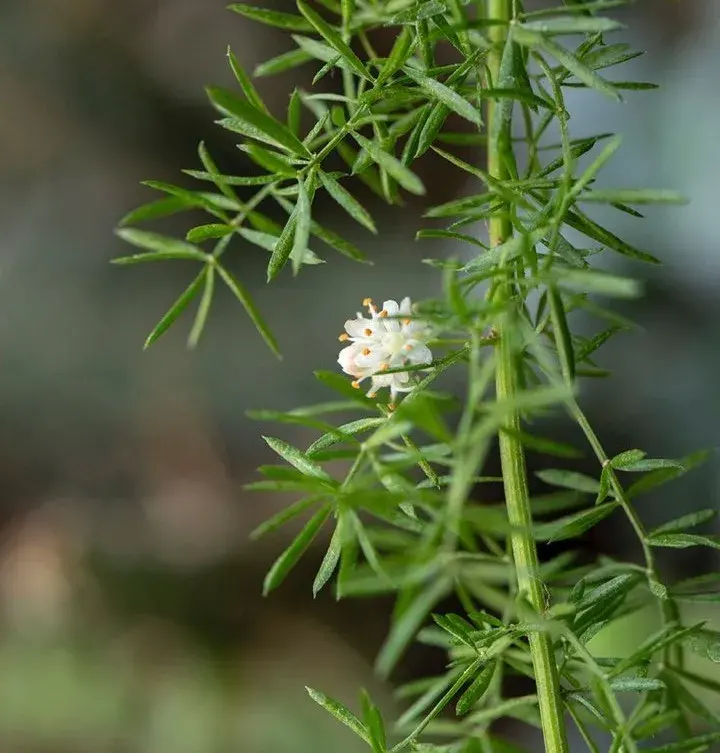 养花是一种情趣作文400字,18种小众花,有趣的人都在养,开花绝对惊艳!