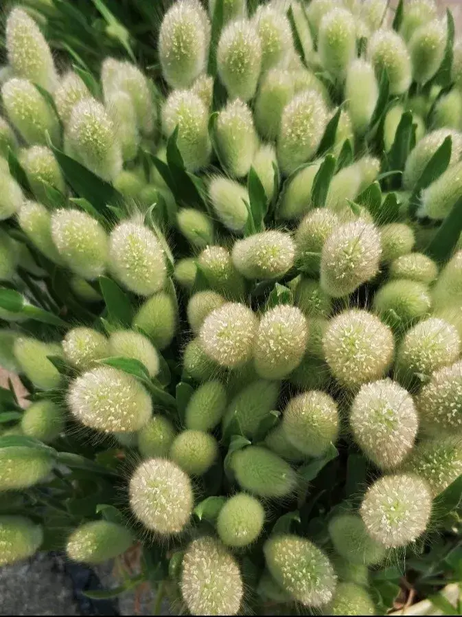 养花是一种情趣作文400字,18种小众花,有趣的人都在养,开花绝对惊艳!