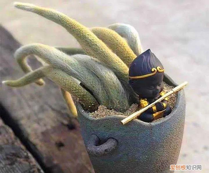 养花是一种情趣作文400字,18种小众花,有趣的人都在养,开花绝对惊艳!
