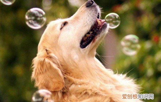 金毛身上有虱子皮肤病 金毛身上有虱子