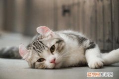 猫咪白细胞低的原因，猫咪白细胞低有问题么