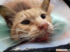 猫脱水的症状，猫脱水症状图片