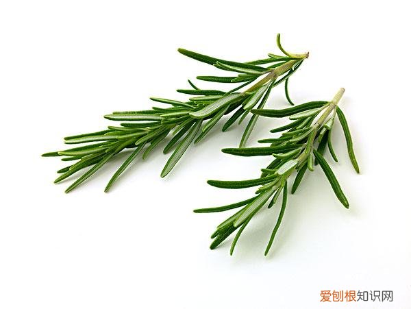 释放有害气体的植物,18大“健康花”,吸收有害气体,滞尘,释放氧气,还能治愈人心