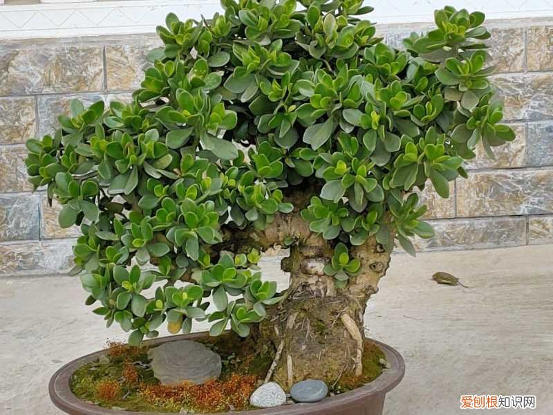 释放有害气体的植物,18大“健康花”,吸收有害气体,滞尘,释放氧气,还能治愈人心