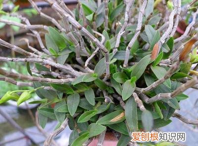 释放有害气体的植物,18大“健康花”,吸收有害气体,滞尘,释放氧气,还能治愈人心