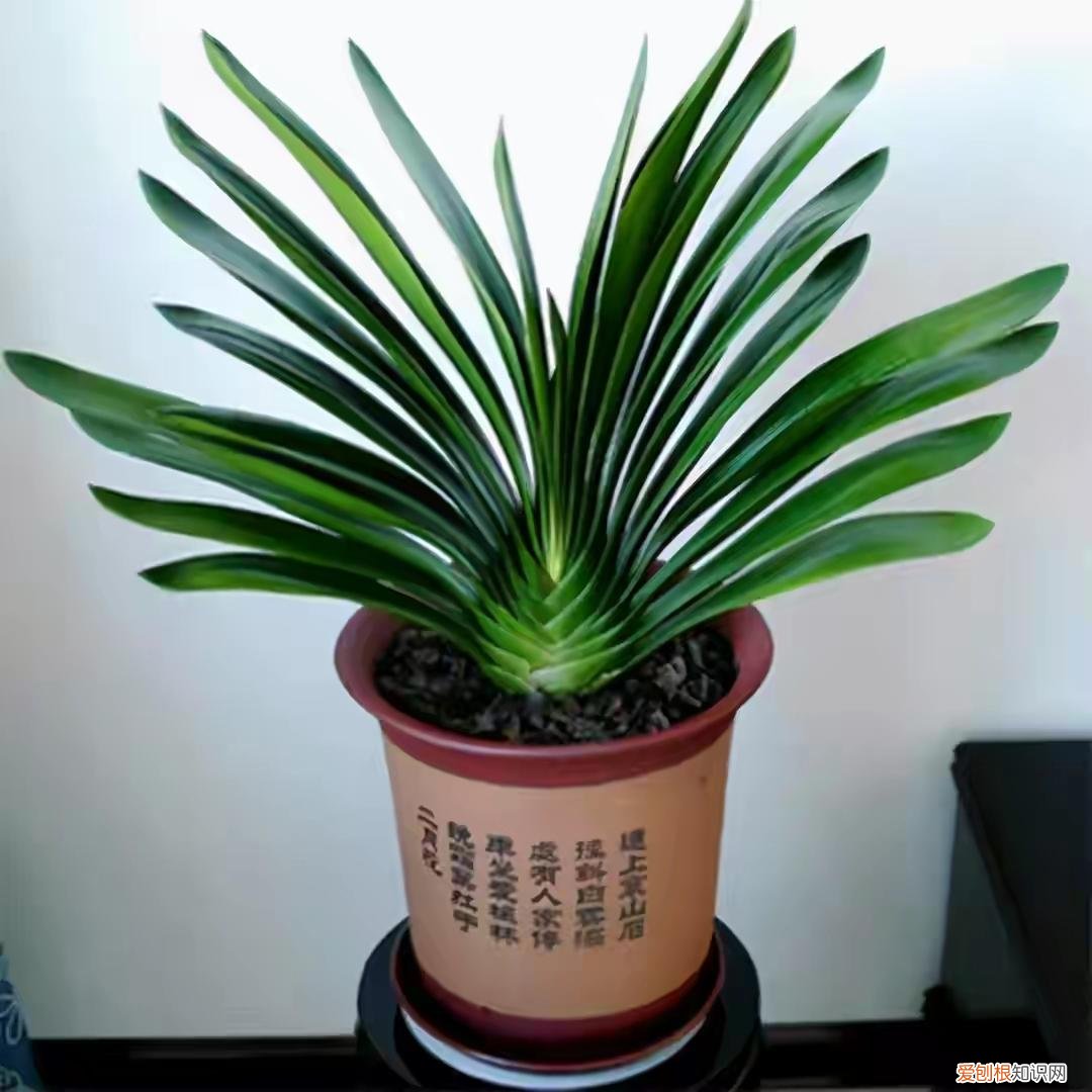 释放有害气体的植物,18大“健康花”,吸收有害气体,滞尘,释放氧气,还能治愈人心