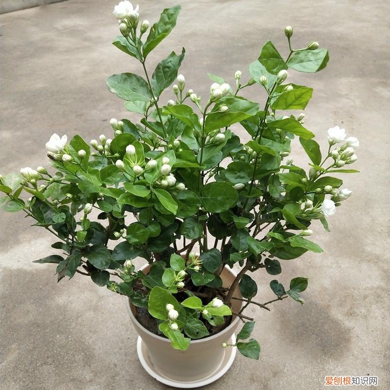 释放有害气体的植物,18大“健康花”,吸收有害气体,滞尘,释放氧气,还能治愈人心