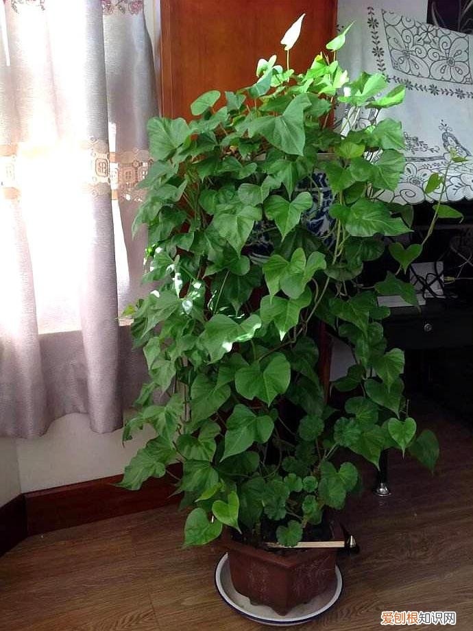 释放有害气体的植物,18大“健康花”,吸收有害气体,滞尘,释放氧气,还能治愈人心