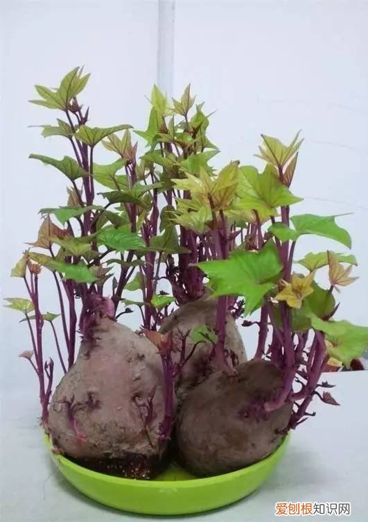 释放有害气体的植物,18大“健康花”,吸收有害气体,滞尘,释放氧气,还能治愈人心