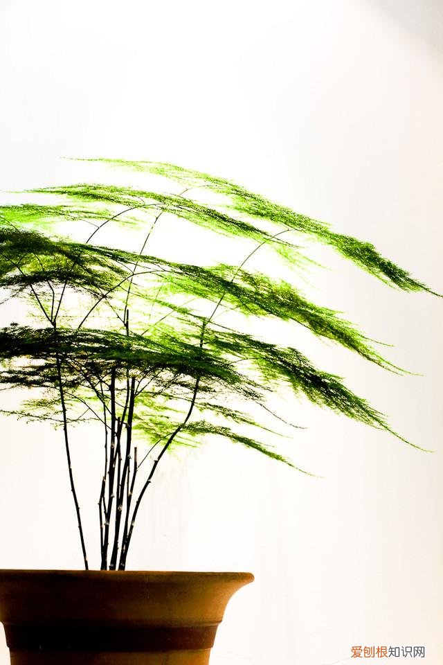 释放有害气体的植物,18大“健康花”,吸收有害气体,滞尘,释放氧气,还能治愈人心