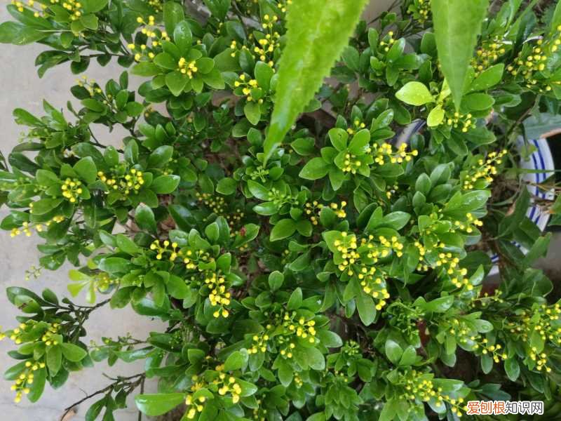 释放有害气体的植物,18大“健康花”,吸收有害气体,滞尘,释放氧气,还能治愈人心