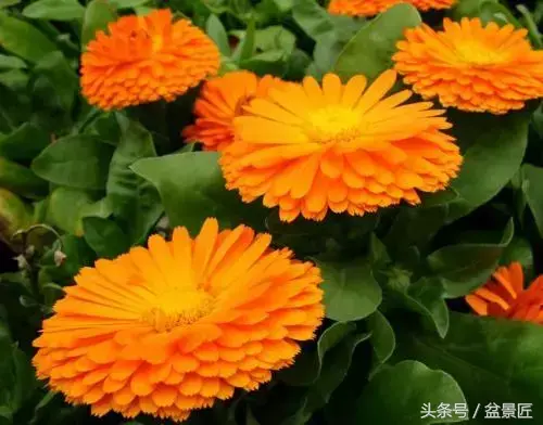 30种常见花卉,18种花卉盆栽植物的用途,你都了解吗?有人通过它们致富