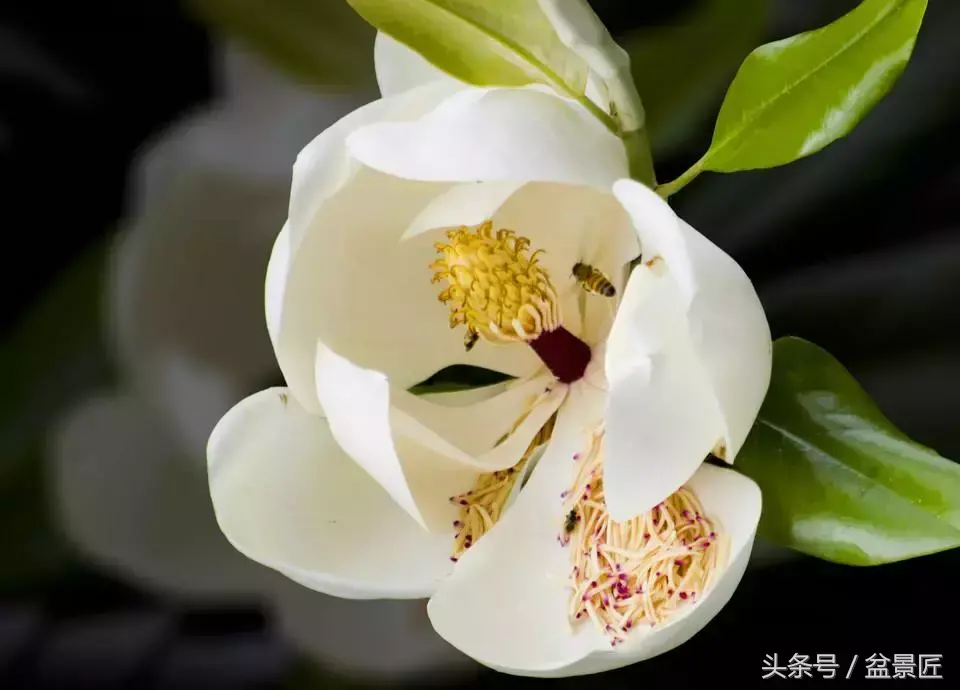 30种常见花卉,18种花卉盆栽植物的用途,你都了解吗?有人通过它们致富