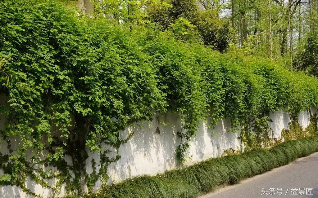30种常见花卉,18种花卉盆栽植物的用途,你都了解吗?有人通过它们致富