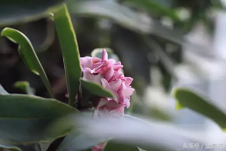 30种常见花卉,18种花卉盆栽植物的用途,你都了解吗?有人通过它们致富