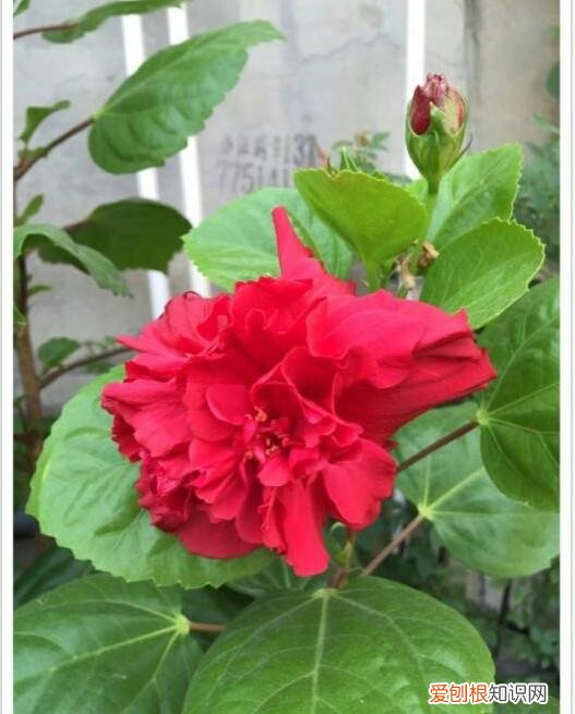 各种花卉养殖知识介绍,养花20年,总结18种常见花卉的生活习性,推荐给你看看!