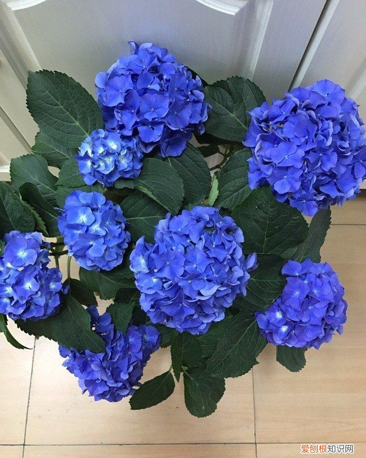 各种花卉养殖知识介绍,养花20年,总结18种常见花卉的生活习性,推荐给你看看!