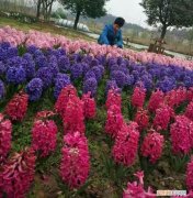 各种花卉养殖知识介绍，养花20年，总结18种常见花卉的生活习性，推荐给你看看！